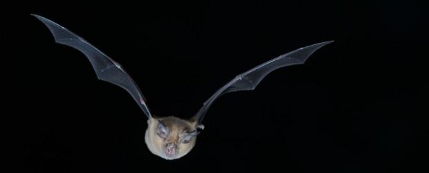 Nuit internationale de la chauve-souris #2025