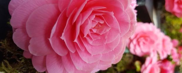 Les jeudis cam&eacute;lias