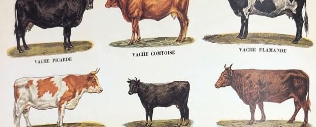 Conf&eacute;rence : la vache