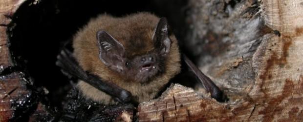 Nuit de la chauve-souris #1 - 2026