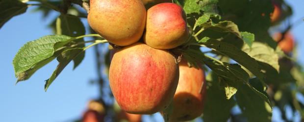 F&ecirc;te de la pomme, du miel et des champignons