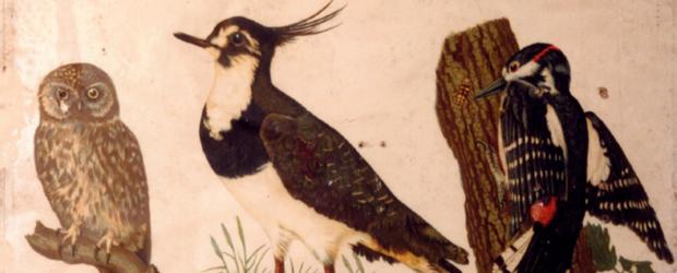 Conf&eacute;rence : Les oiseaux