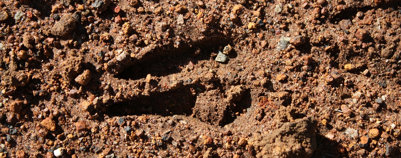 Manoir de Kernault - image Sur la piste des animaux