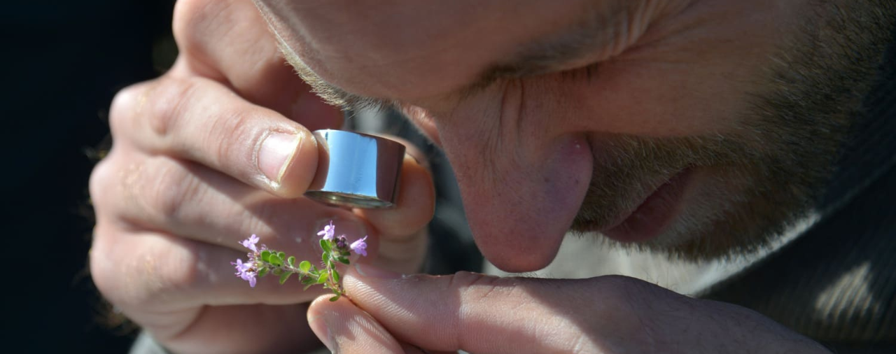 Manoir de Kernault - image Les plantes sauvages comestibles et/ou medicinales