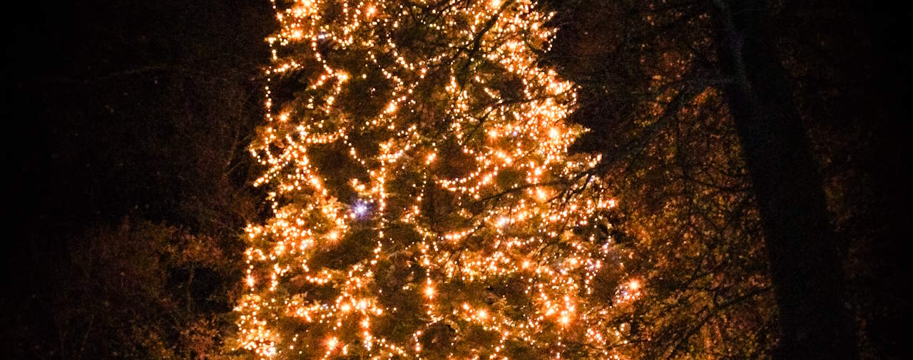 Adoptez ou offrez une luciole de Noël à Trévarez !