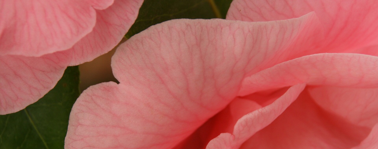 Domaine de Tr&eacute;varez - image2 Les jeudis cam&eacute;lia #2