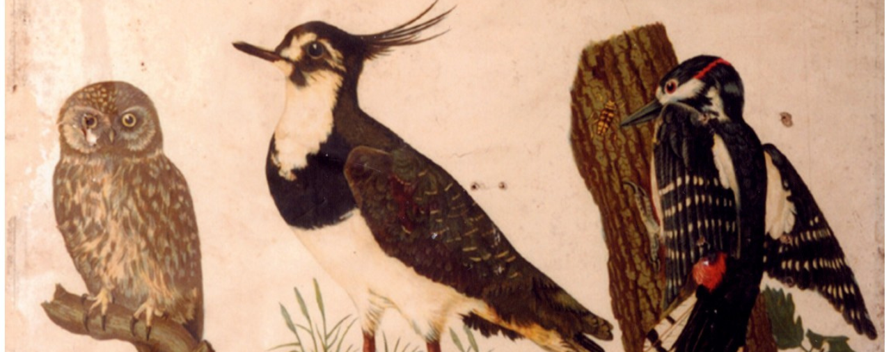 Mus&eacute;e de l'&eacute;cole rurale - conf&eacute;rence oiseaux