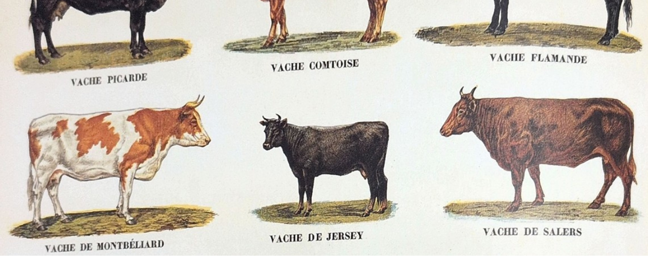 Musée de l'école rurale - conférence vache