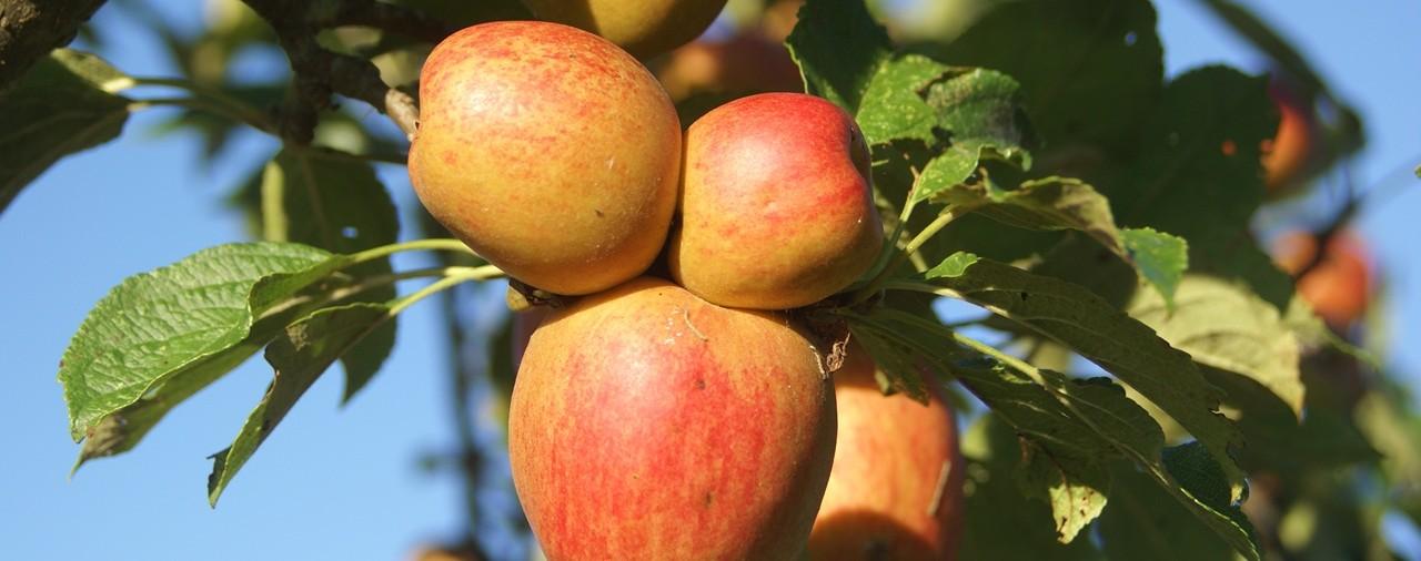 Ecomus&eacute;e des monts d'arr&eacute;e - image 3 F&ecirc;te pommes