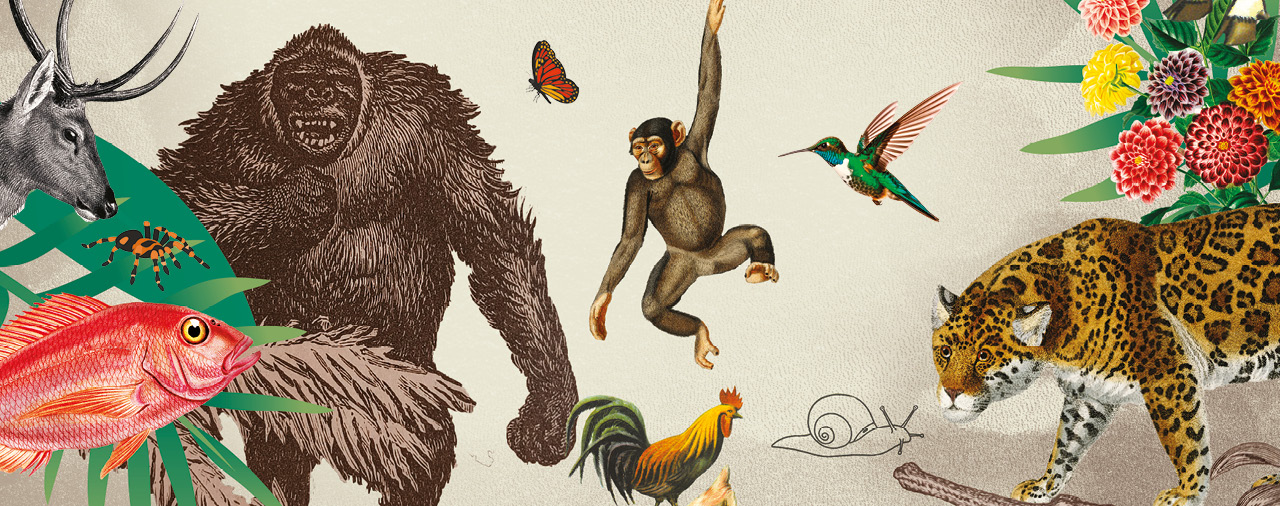 Plus ou moins b&ecirc;tes - visuel officiel