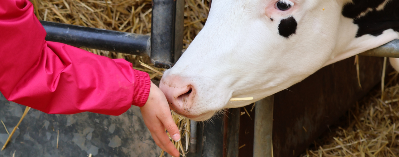 Mus&eacute;e de l'&eacute;cole - ferme p&eacute;dagogique