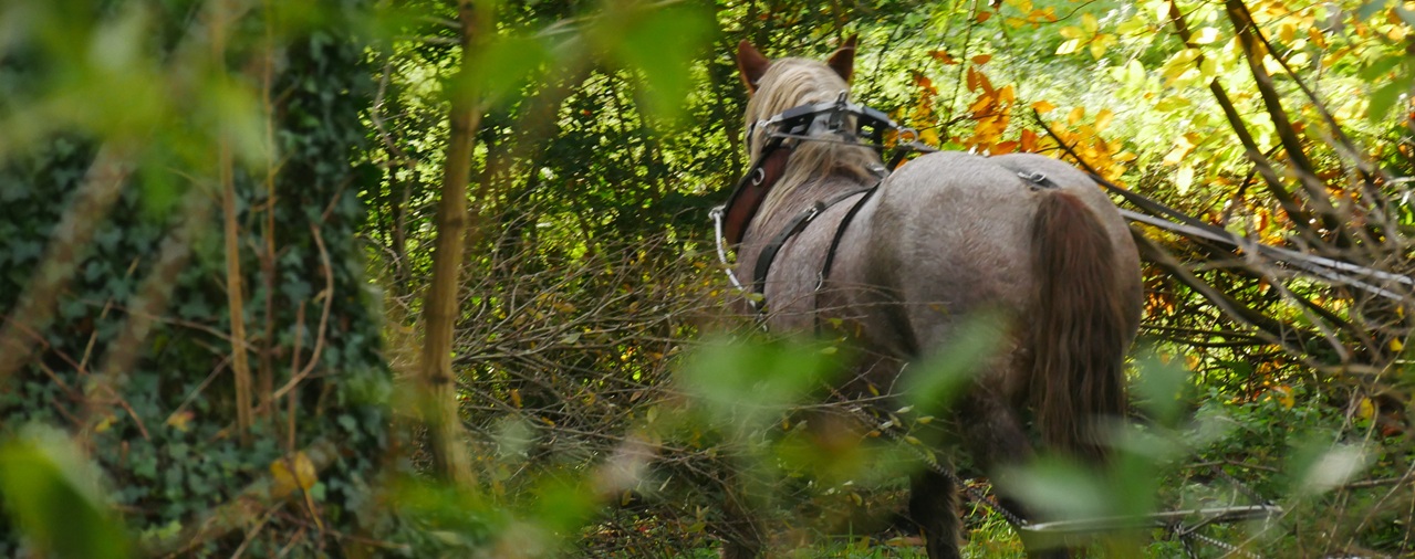 Ecomus&eacute;e - JEP causerie cheval