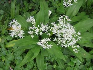 Les plantes sauvages comestibles et / ou m&eacute;dicinales