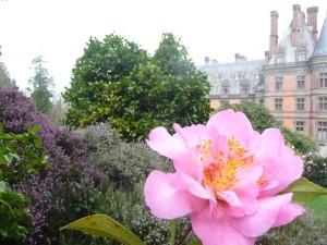 Quand le camélia fait l'histoire