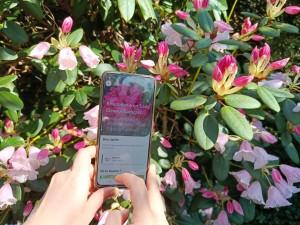 NOUVEAU - Les rhododendrons avec Hortus Botanica