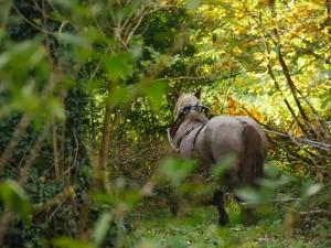 Causerie sur le cheval breton