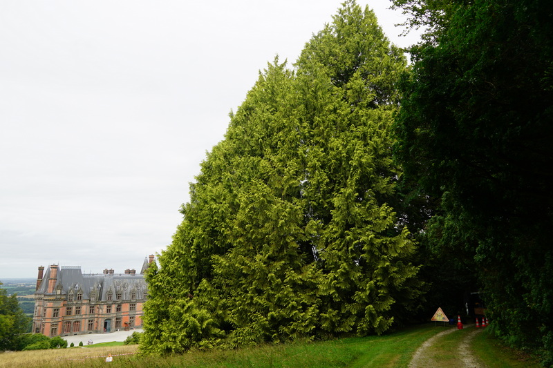 Domaine de Trévarez - Intervention Thuya doré centenaire 6 - Le thuyau